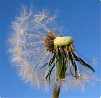 Maslačak / Dandelion Maslačak / Dandelion