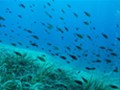 Plavi Svijet - otok Lošinj
Slika: M. Vrdoljak