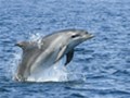 Dolphin watching Losinj