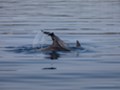 Dolphin watching Losinj