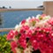Otok Lošinj - app Biba 1