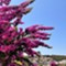 Otok Lošinj - app Malin