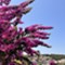 Otok Lošinj - app Malin