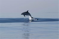 Dobri dupini - otok Lošinj
Slika: tz-malilosinj.hr Dobri dupini - otok Lošinj
Slika: tz-malilosinj.hr