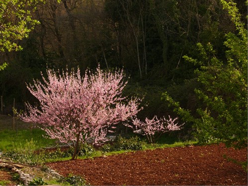 'Primavera a Sveti Petar'
Autor - Corrado Sferragatta
 Roma - Italia 