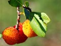 Planika / Strawberry Tree
